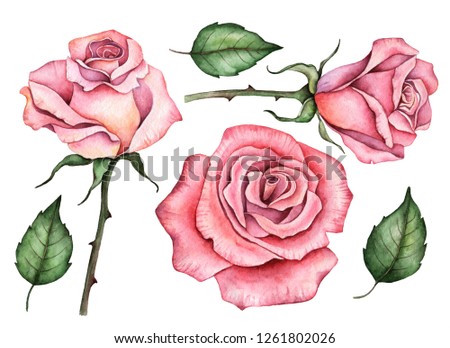 Watercolor set of roses, hand drawn illustration of flowers and leaves, floral elements for design isolated on a white background.