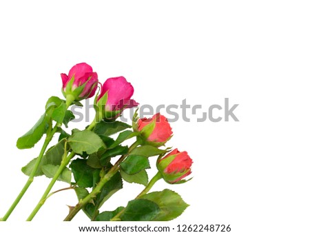 pink and  red roses isolated on white background