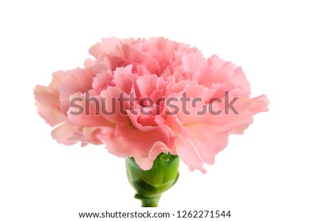 Beautiful pink carnation flower with stem isolated on white background close up