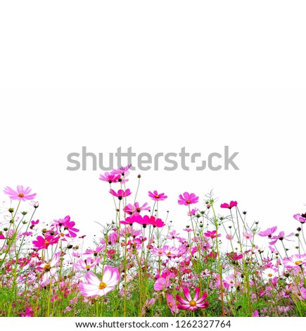 Pink Cosmos Flower and green stem, on white background.