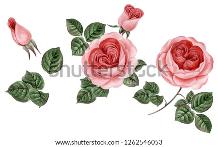 Watercolor Pink Peonies Illustration,  Realistic hand drawn roses.