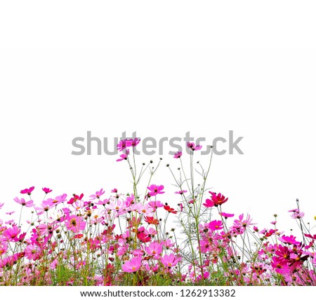 Pink Cosmos Flower and green stem, on white background.