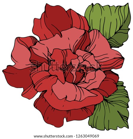 Vector Red rose. Floral botanical flower. Green leaf. Isolated rose illustration element. Black and white engraved ink art.