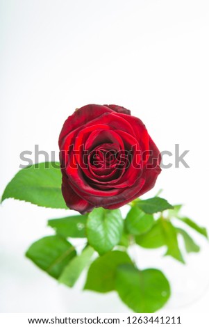 Red rose flower rosette with leaves isolated on white. Top view.