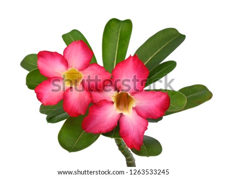 Red plumeria rubra flower isolated on White background