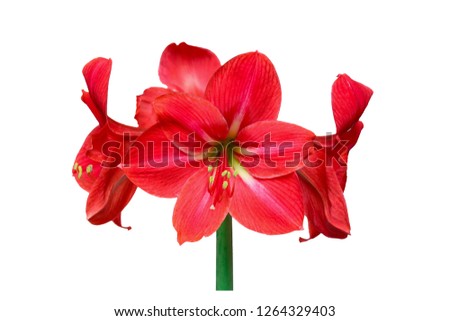 Red amaryllis flower,isolated with clipping path on white background