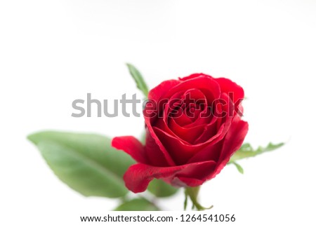 beautiful red rose on white background
