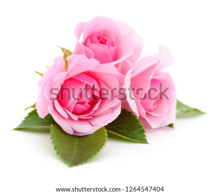 Three beautiful pink roses on a white background.