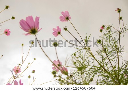 pink fresh flowers