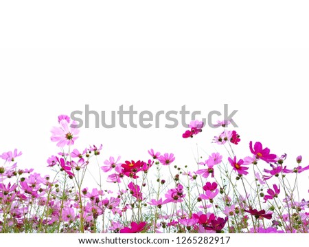 Pink and red cosmos flower and green leaf with stem are bloom isolate on white background.