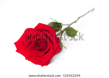 A red rose and its full stem on a white surface.
