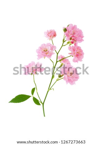 Pink rose flowers on Bush branch isolated on white background with clipping path