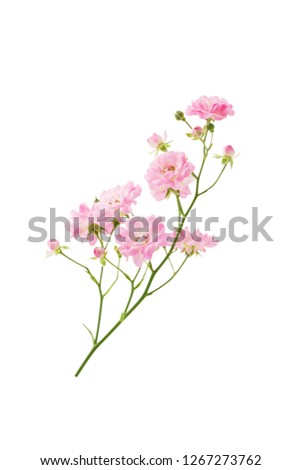 Bush rose branch with blooming pink flowers on stem isolated on white background with clipping path