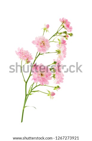 Rose flowers on stalk isolated on white background with clipping path