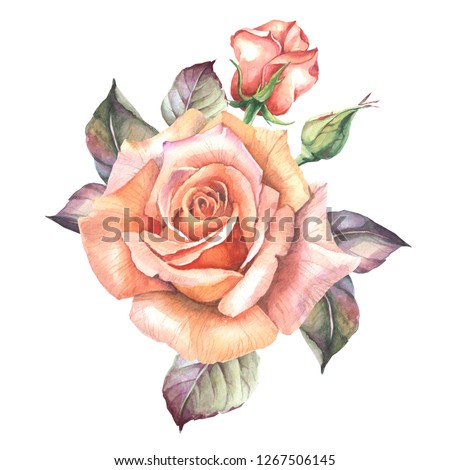 watercolor rose with leaves and buds
