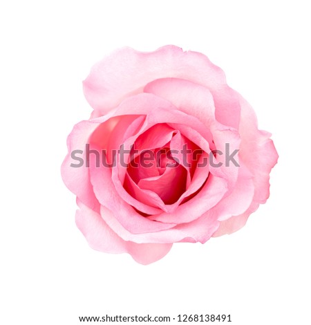 Fresh flower pink roses isolated on white background.