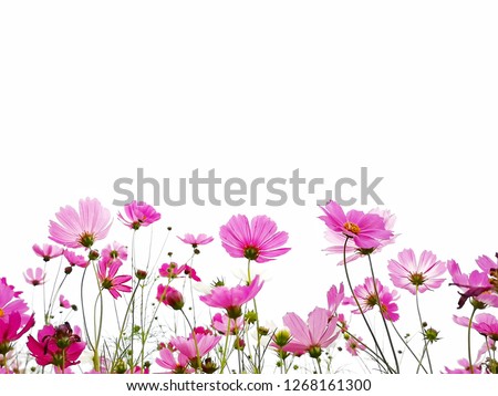 Pink Cosmos flower with green stem isolated on white background.