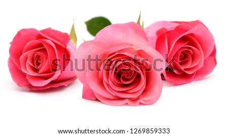 three pink roses front on white