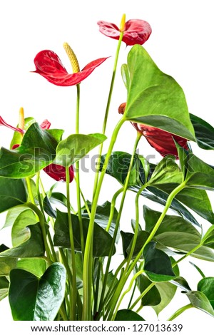 Red anthurium, isolated on white background