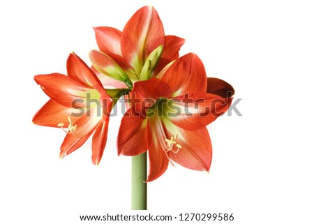 Red Amaryllis flower isolated on white background