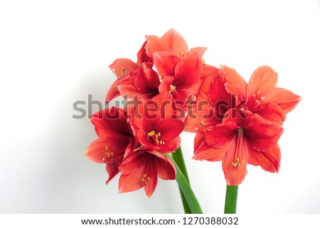 Three amaryllis coral color on white background. Color trend of the year. Place for text.