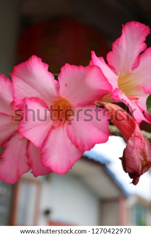 Pink flowers in nature, pastel background