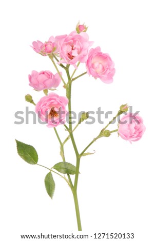 Pink rose with button isolated on white background