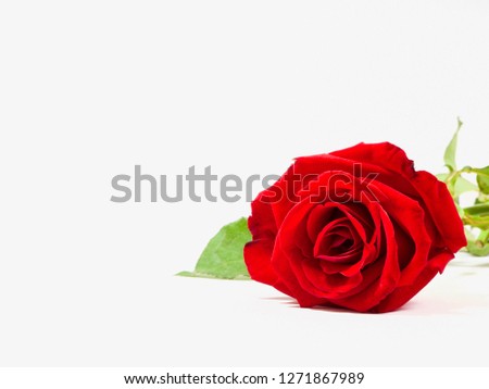 Red rose on white background with copy space, flower of love or valentine concept