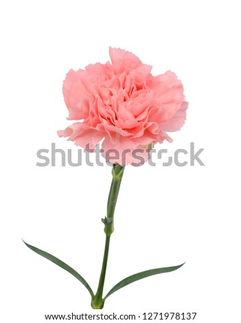 beautiful carnation flower isolated on white background