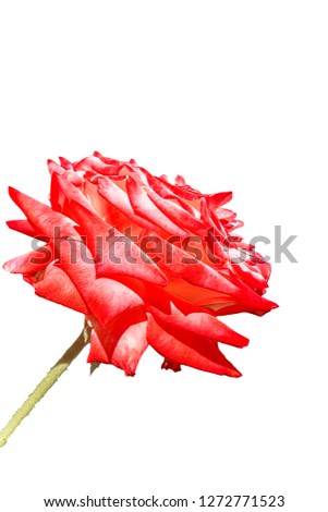 Beautiful red-white rose, isolated on a white background