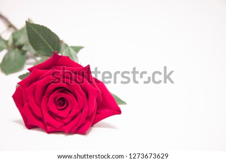 Red rose flower with leaves on a white background. Flower banner isolated.