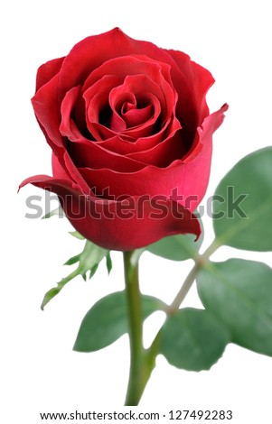 a red rose in fresh blossom with green branches and foliage