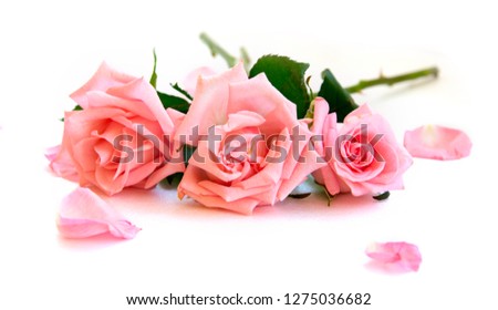 isolated light pink rose flower and petals laying on white 