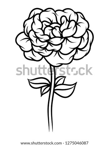 Flower rose, black and white. Isolated on white background.