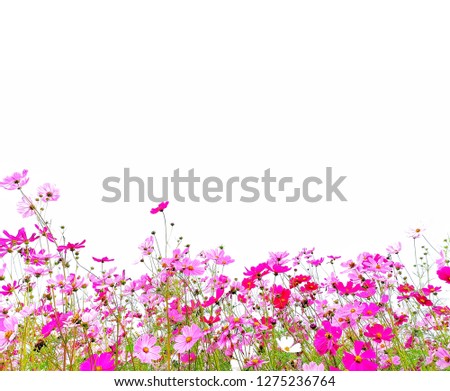 Pink and red cosmos flower on white background.