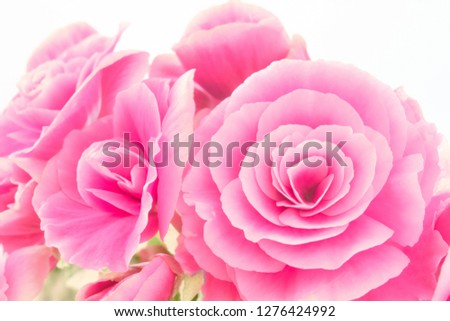 Close-up of beautiful natural pink begonia flowers. Full blooming in flower garden of lush blossom of begonia