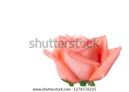 Single beautiful fresh pink rose isolated on white background with copy space - Image