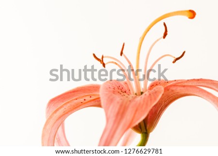 nice lily on the white background - image