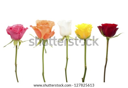 Row of five roses in pink, orange, white, yellow and red