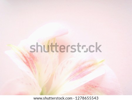 blurred image. flowers background. Macro of pink petals texture. Soft dreamy image. space for text 