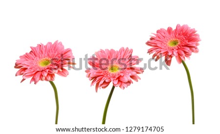 Three pink Gerber flowers isolated on white 