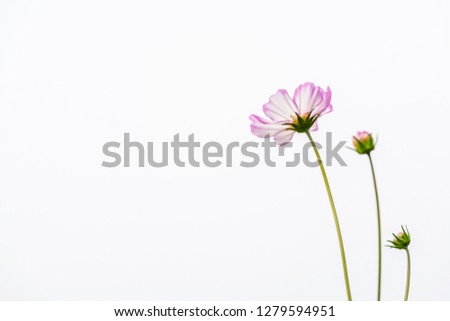 Pink Cosmos flowers beautiful on a white background