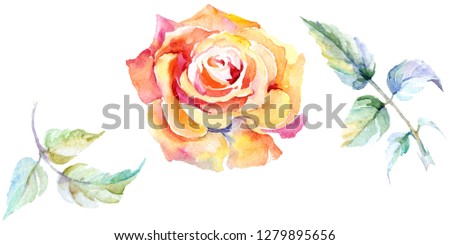 Orange rose. Floral botanical flower. Wild spring leaf wildflower isolated. Watercolor background illustration set. Watercolour drawing fashion aquarelle isolated. Isolated rose illustration element.