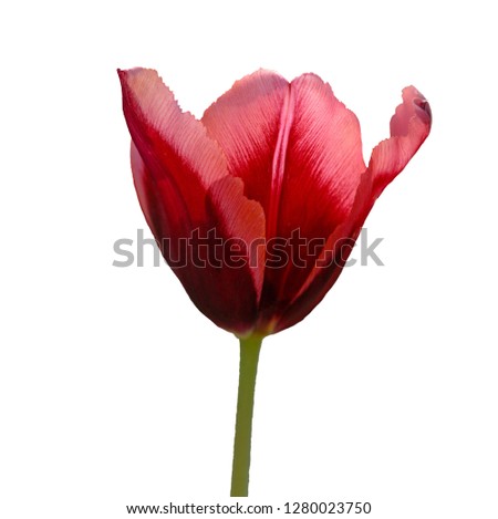 Red tulip flower in white background