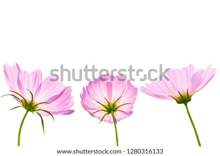 Cosmos flower isolated on white background - clipping paths