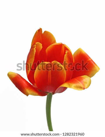 red orange flower on white background