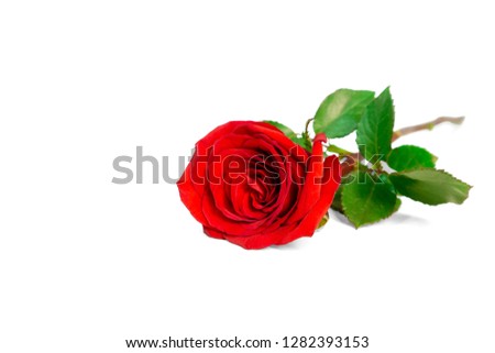 A bunch of red petals of Rose and green leaves isolated on white background, di cut with clipping path, a symbol for valentines day