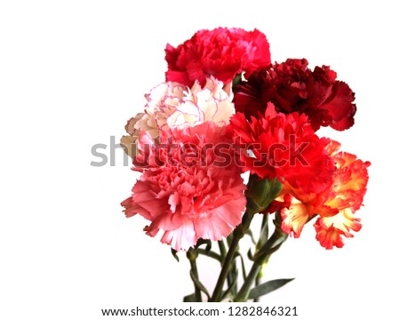 Bouquet of colorful and fragrant carnation flowers on white background