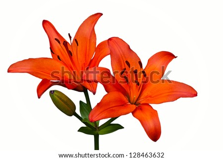 Orange Tiger Lily flower isolated over white