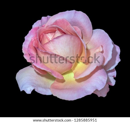Pastel color fine art still life bright floral macro flower image of a single isolated red pink yellow wide open rose blossom, black background,detailed texture,vintage painting style 